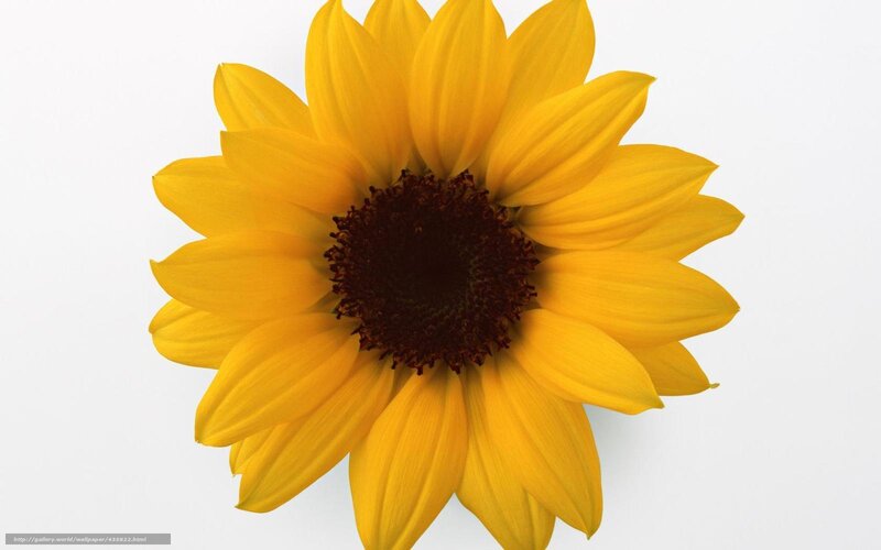 Yellow Sunflower — Calm, Photograph