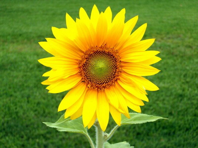 Yellow Sunflower — Calm