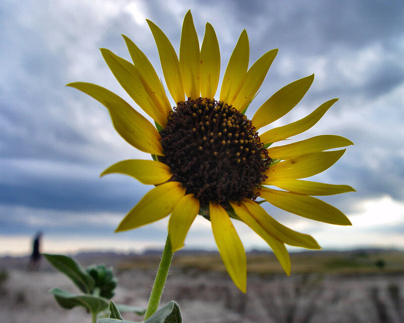 Yellow Sunflower — Dramatic, Afternoon