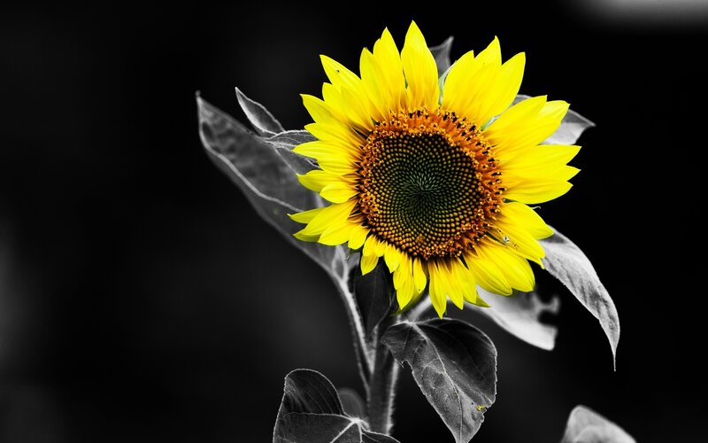 Yellow Sunflower — Dramatic, Photograph, Leaf