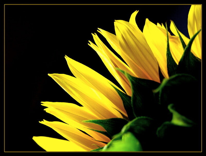 Yellow Sunflower — Dramatic