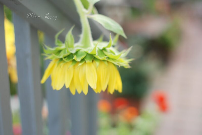 Yellow Sunflower Hanging