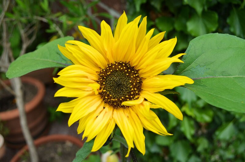 Yellow Sunflower in Bloom — Calm