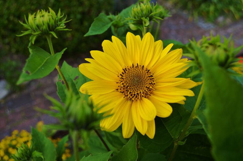 Yellow Sunflower in Bloom — Natural