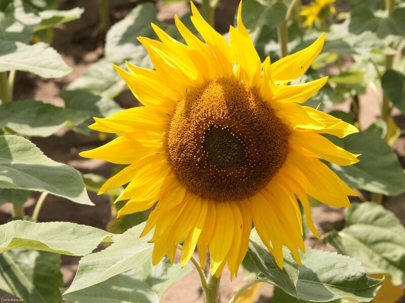 Yellow Sunflower in Bloom — Serene, Afternoon