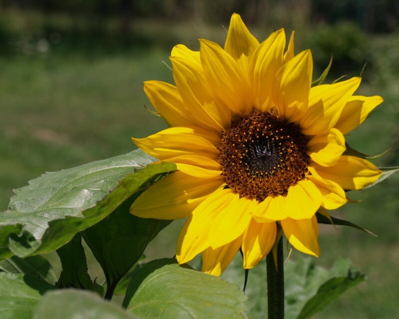 Yellow Sunflower in Bloom — Serene
