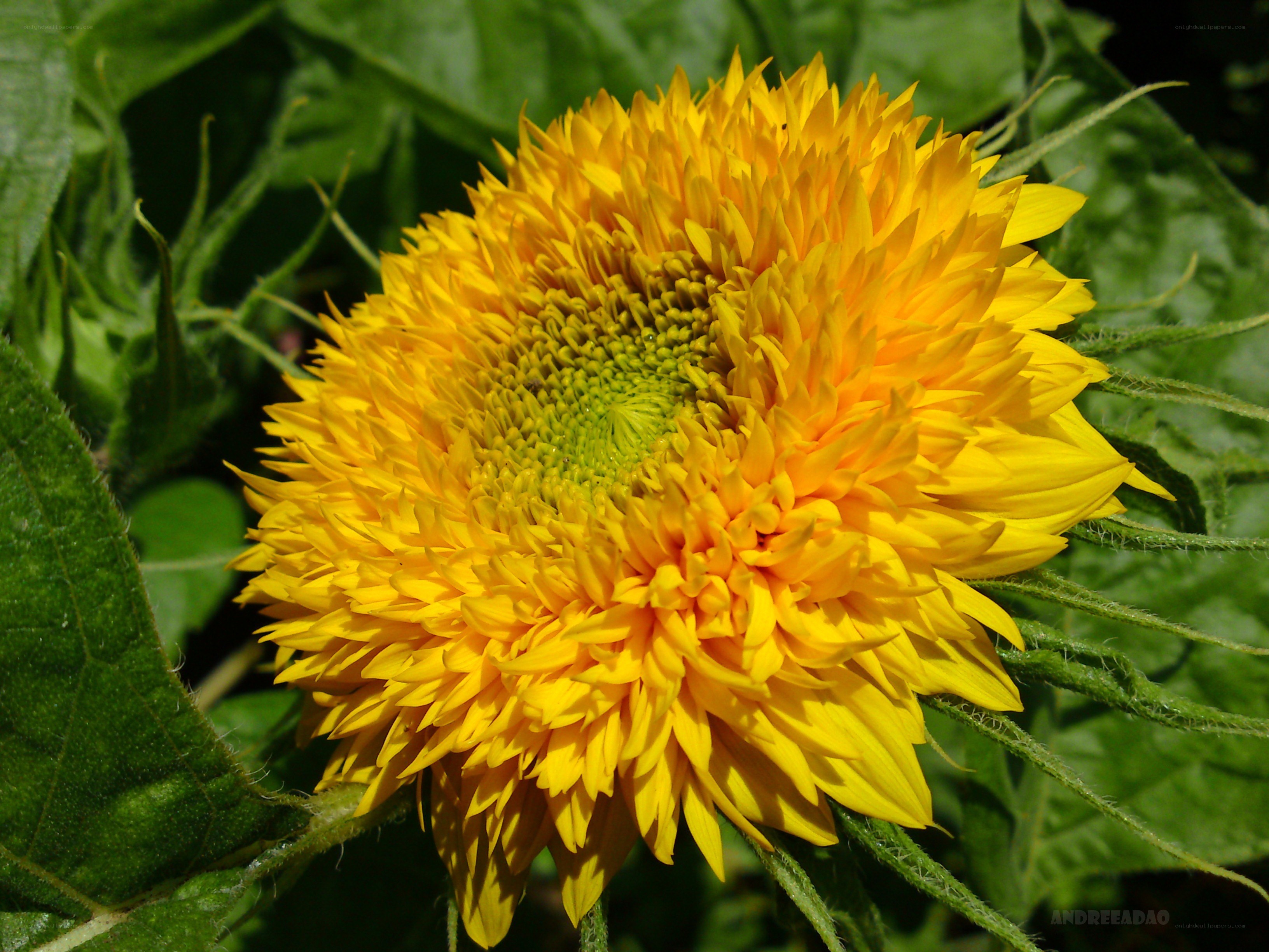 Yellow sunflower in bloom