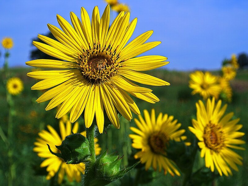 Yellow Sunflower in Field