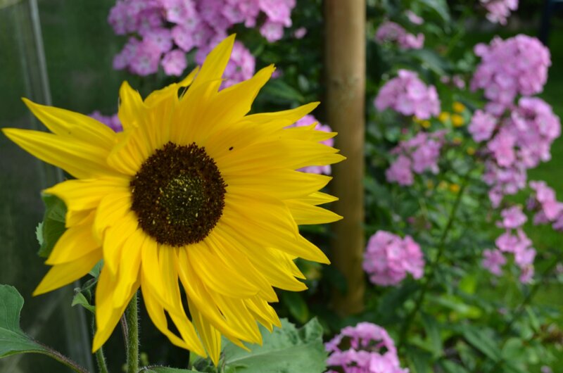 Yellow Sunflower in Garden — Calm