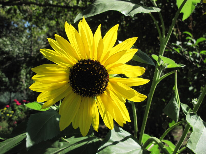 Yellow Sunflower in Garden