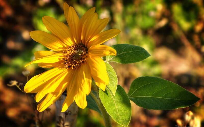 Yellow Sunflower in Sunlight