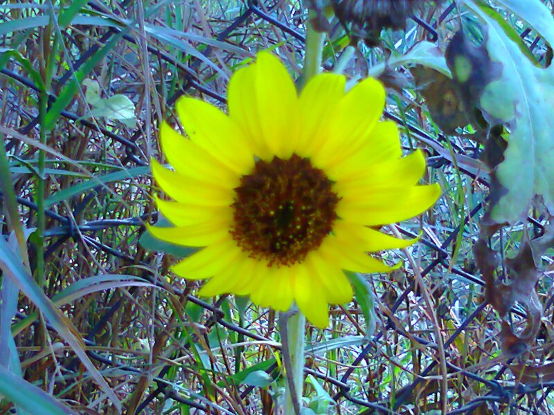 Yellow Sunflower in Weeds
