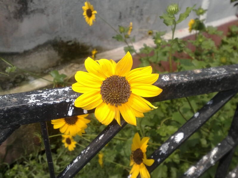 Yellow Sunflower on Fence
