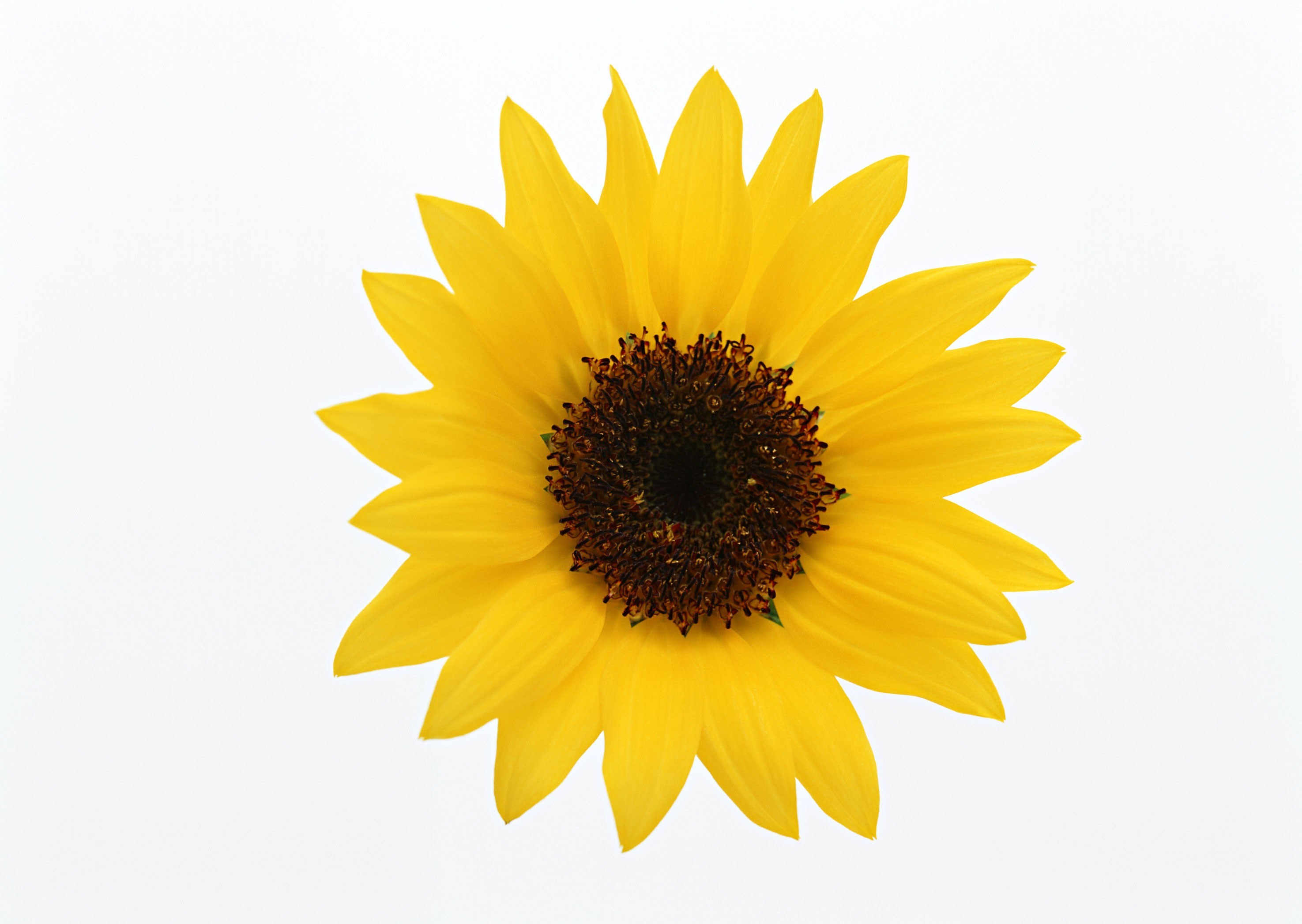 yellow sunflower on white