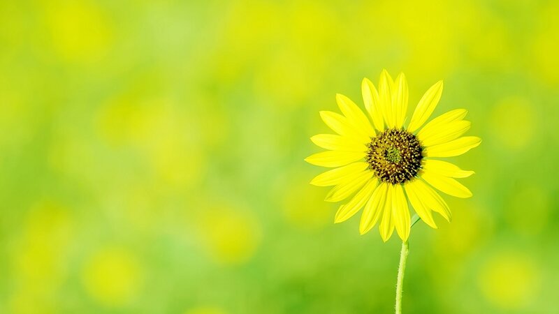 Yellow Sunflower — Serene, Afternoon, Photograph, Flower, Stem, Field