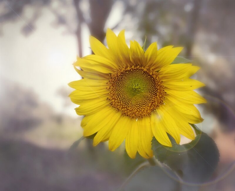 Yellow Sunflower — Serene, Afternoon, Photograph