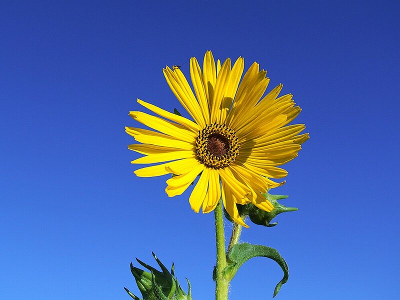 Yellow Sunflower — Serene, Afternoon