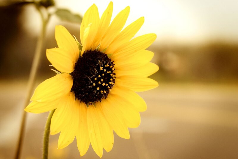 Yellow Sunflower — Serene, Sunset