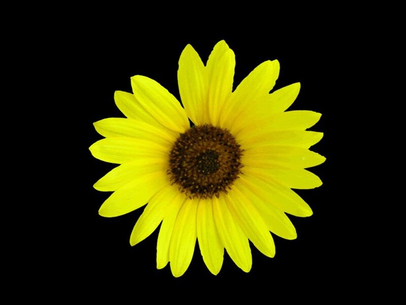 Yellow Sunflower