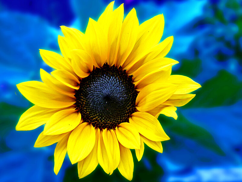 Yellow Sunflower — Vibrant