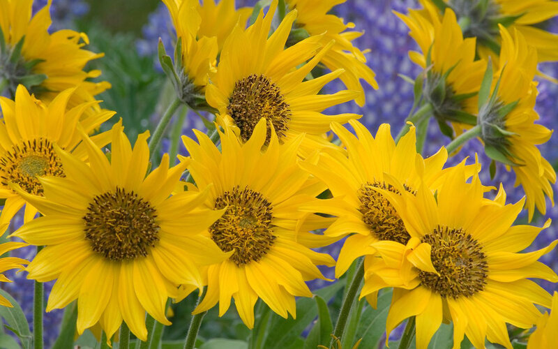 Yellow Sunflowers in Bloom — Bright