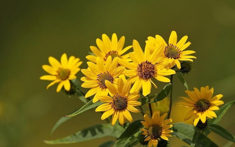 Yellow Sunflowers in Bloom — Serene