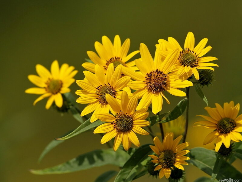 Yellow Sunflowers in Bloom