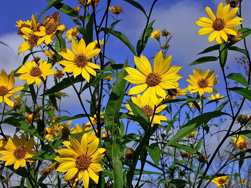 Yellow Sunflowers in Field — Bright
