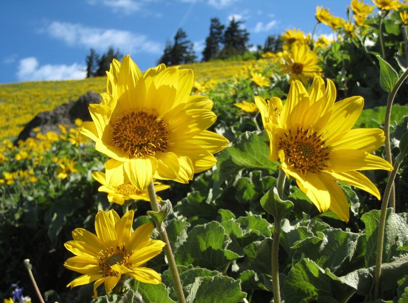 Yellow Sunflowers in Field — Serene