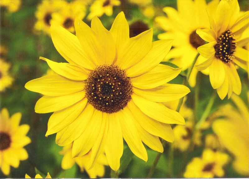 Yellow Sunflowers in Field