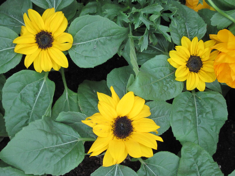 Yellow Sunflowers in Garden