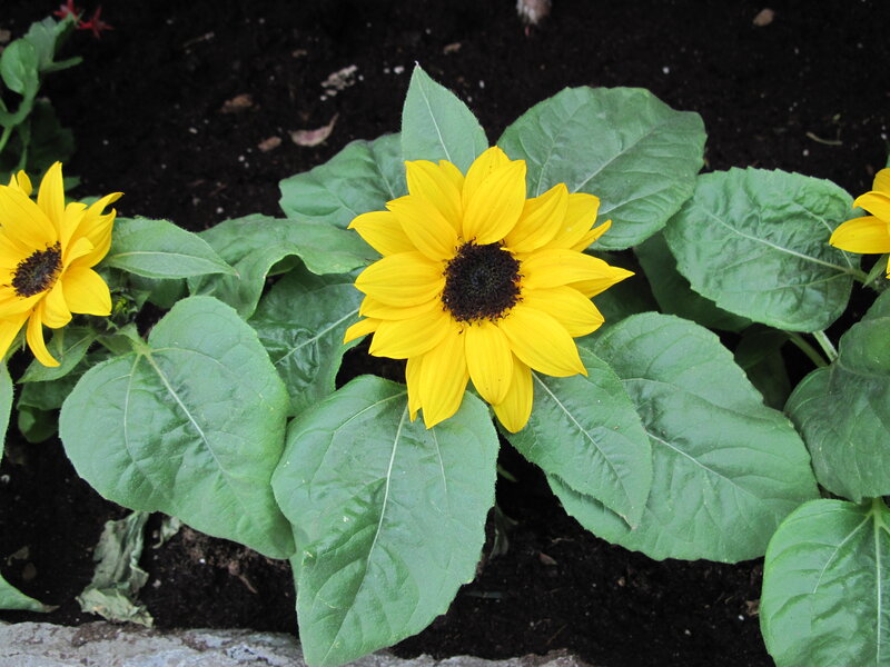 Yellow Sunflowers in Soil