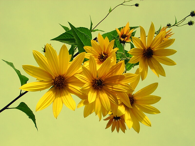 Yellow Sunflowers on Branch