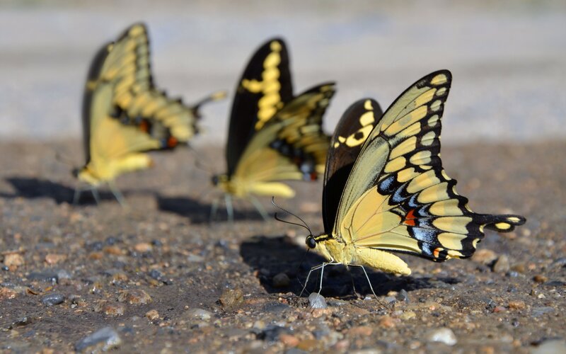 Yellow Swallowtail Butterflies
