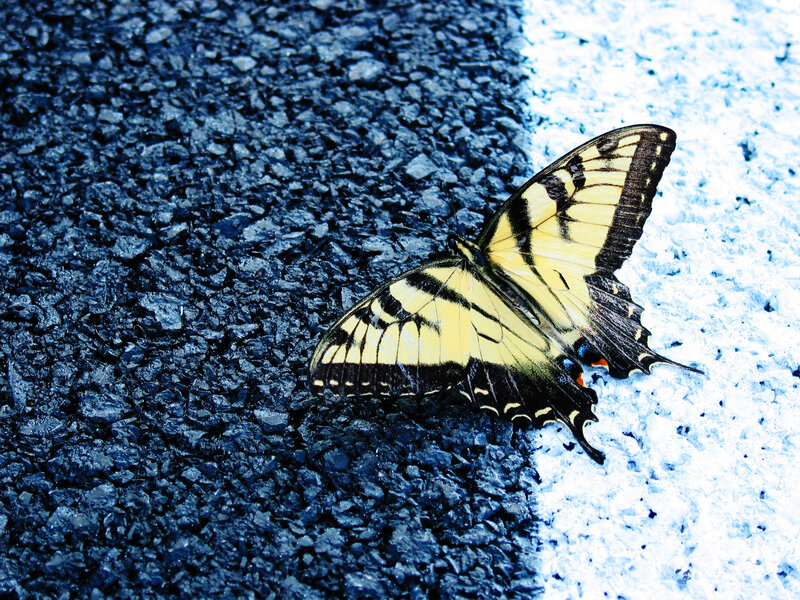 Yellow Swallowtail Butterfly — Blue, Calm