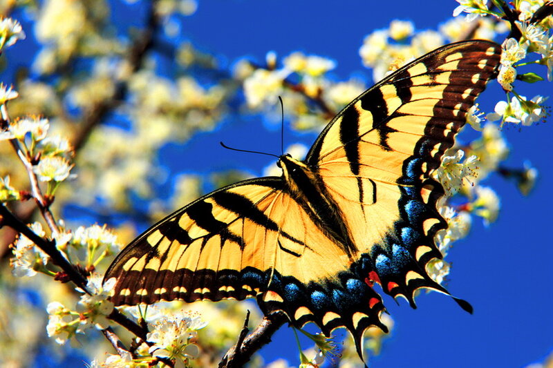 Yellow Swallowtail Butterfly — Blue