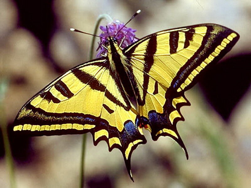Yellow Swallowtail Butterfly — Calm, Afternoon, Photograph, Flower, Antennae