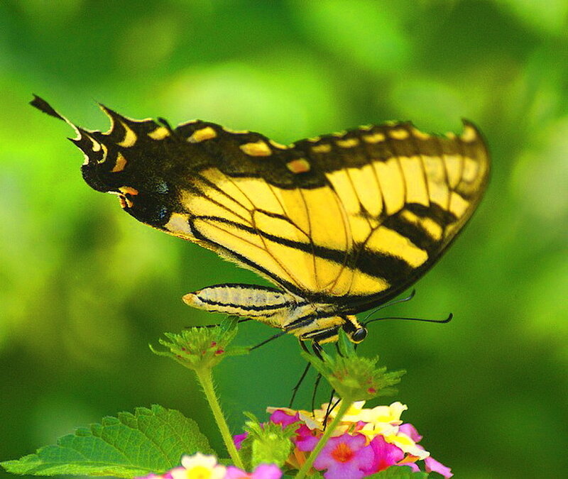 Yellow Swallowtail Butterfly — Calm, Afternoon, Photograph, Flower, Leaf