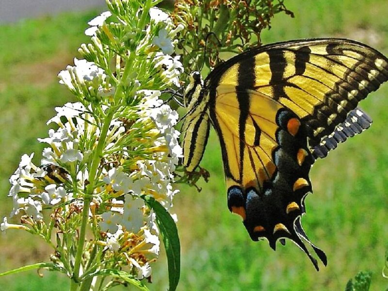 Yellow Swallowtail Butterfly — Calm, Afternoon, Photograph, Flower