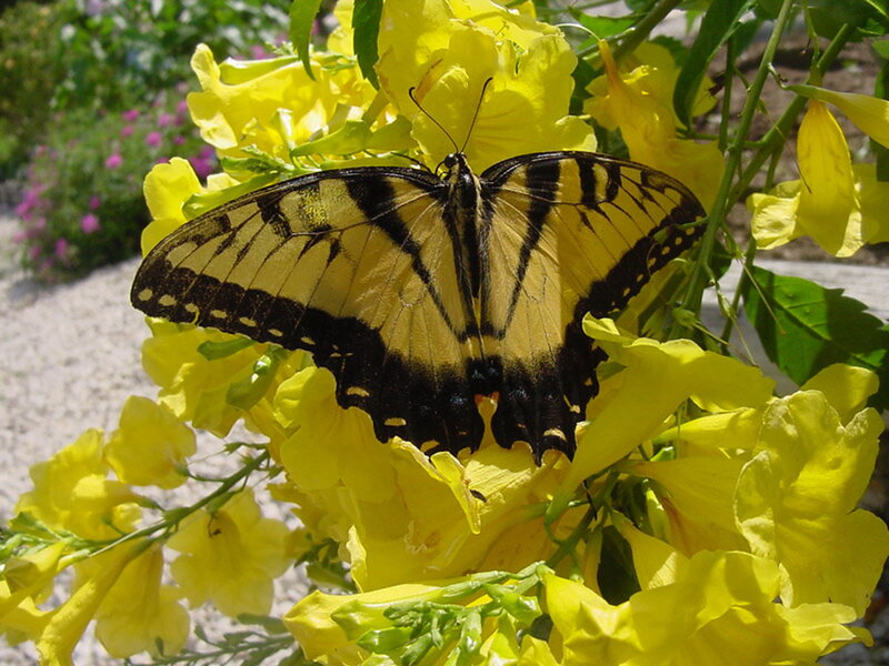 Yellow Swallowtail Butterfly — Calm, Afternoon, Photograph, Flowers