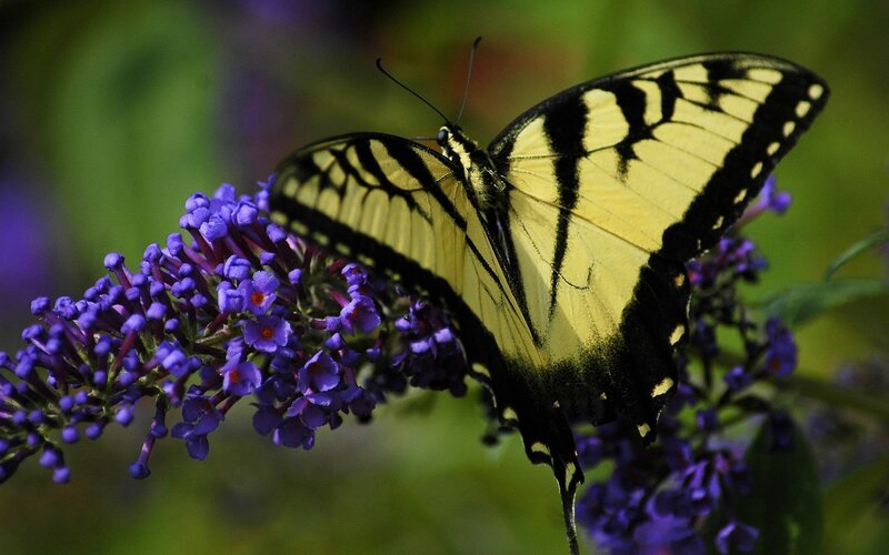 Yellow Swallowtail Butterfly — Calm, Afternoon, Photograph, Purple Flowers, Plant, Green Background