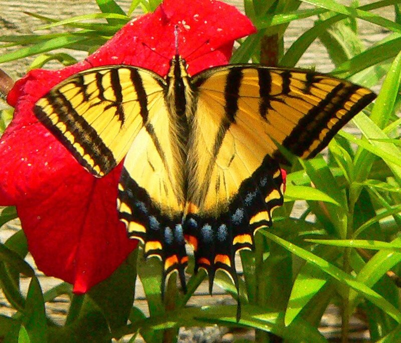 Yellow Swallowtail Butterfly — Calm, Afternoon, Photograph, Red Flower