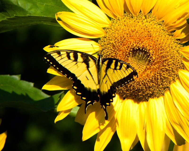 Yellow Swallowtail Butterfly — Calm, Afternoon, Photograph, Sunflower