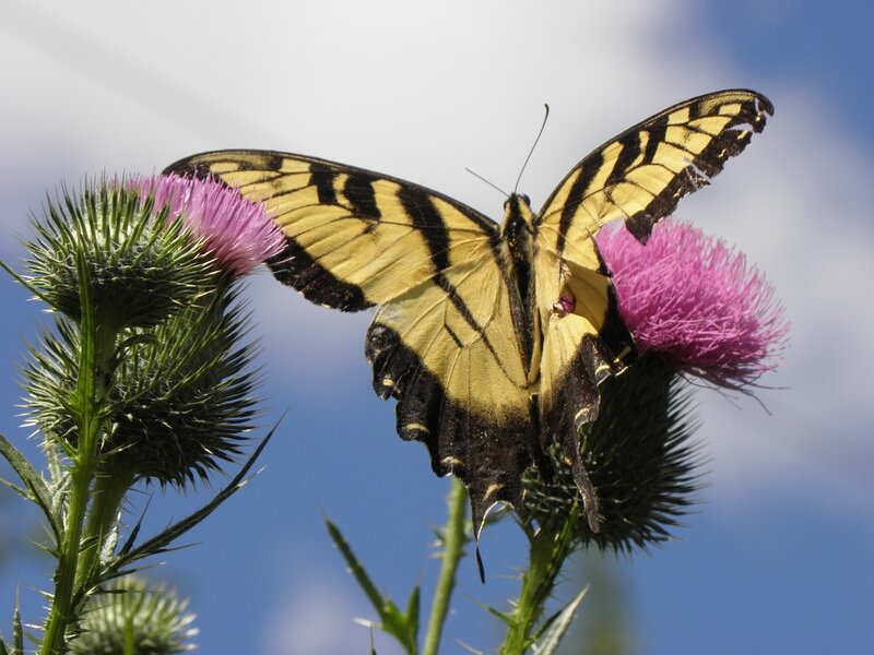 Yellow Swallowtail Butterfly — Calm, Afternoon, Photograph, Thistle Flower