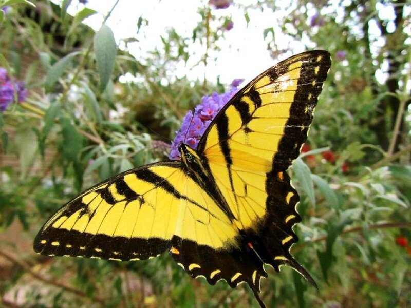 Yellow Swallowtail Butterfly — Calm, Afternoon, Photograph