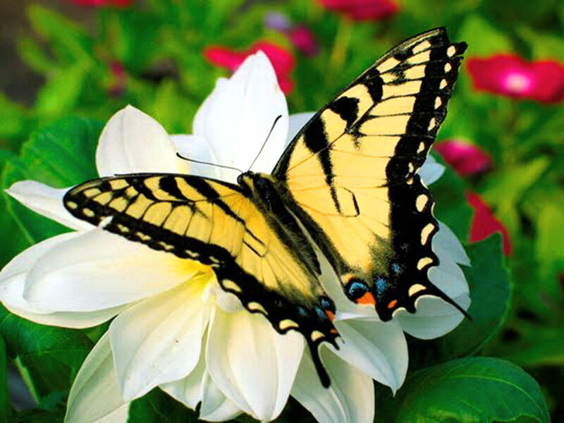 Yellow Swallowtail Butterfly — Calm, Afternoon, Photograph, White Flower