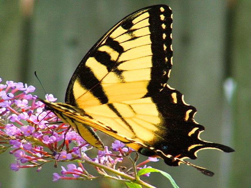 Yellow Swallowtail Butterfly — Calm, Afternoon