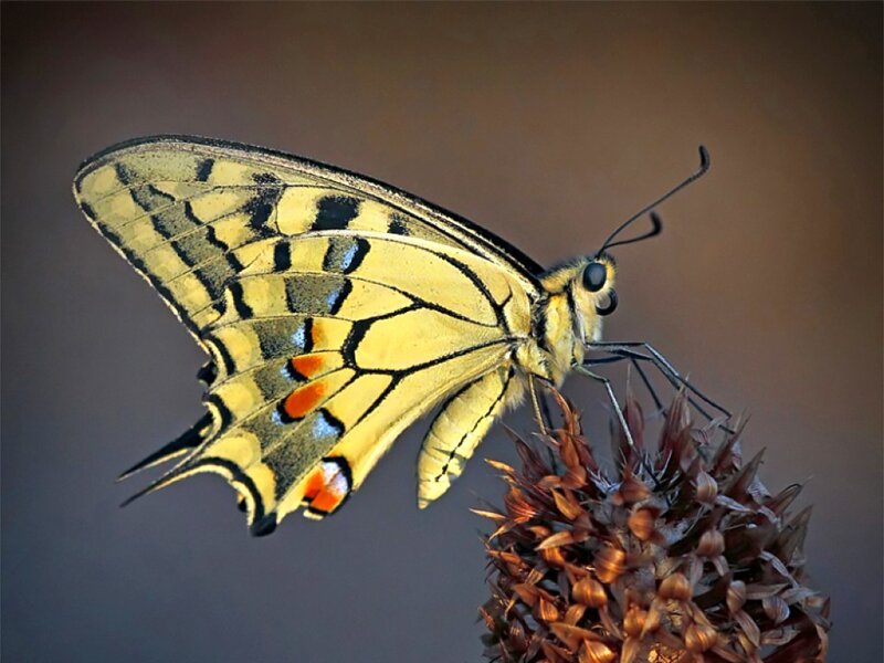 Yellow Swallowtail Butterfly — Calm, Photograph, Flower