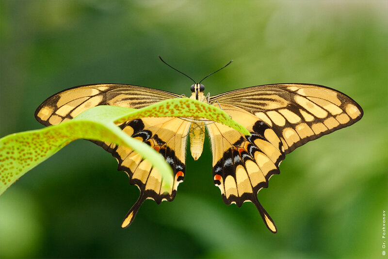 Yellow Swallowtail Butterfly — Calm, Photograph, Leaf, Green Background