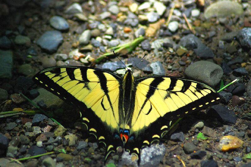Yellow Swallowtail Butterfly — Calm, Photograph, Pebbles
